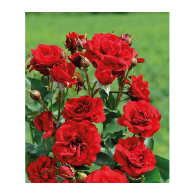 Róża rabatowa CZERWONA  art. nr 495